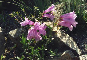 Penstemon fruticans